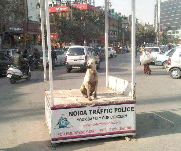 It can Happen Only in India They’re Seriously Funny LOL!