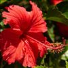 Beauty benefits with Hibiscus Flower 