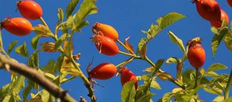 రోజ్ షిప్ ఆయిల్ : చర్మానికి ఎంత మంచిదో తెలుసా?