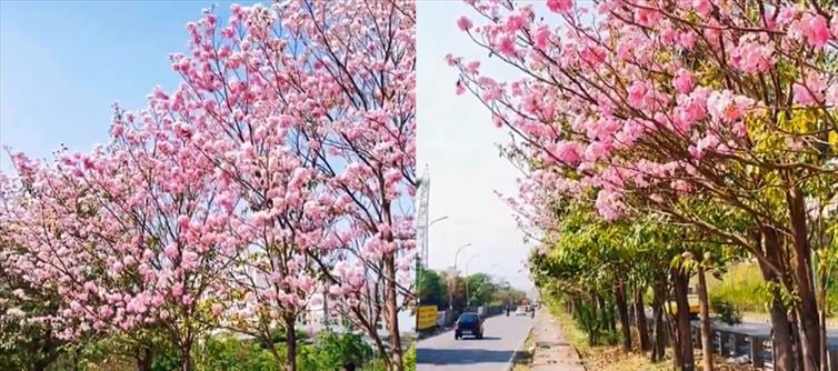 Chennai’s Own Cherry Blossom Moment – Thank You DMK for This Pink Magic
