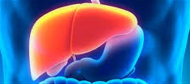 From Grade 2 Fatty Liver to Almost Normal in 6 Months – Without Medication