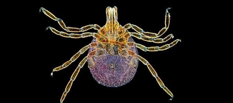 The Tick That Turns You Vegetarian - Nature Just Invented a Meat Allergy Virus