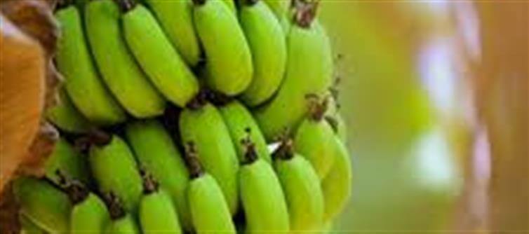 Health Benefits of Raw Banana Sabji (Green Banana Curry)