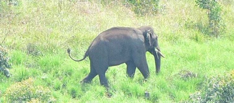 അരിക്കൊമ്പൻറെ മടങ്ങിവരവ്: സാധ്യത കൂടുതൽ, സഞ്ചാരപാത നിരീക്ഷിച്ച് വനംവകുപ്പ്!