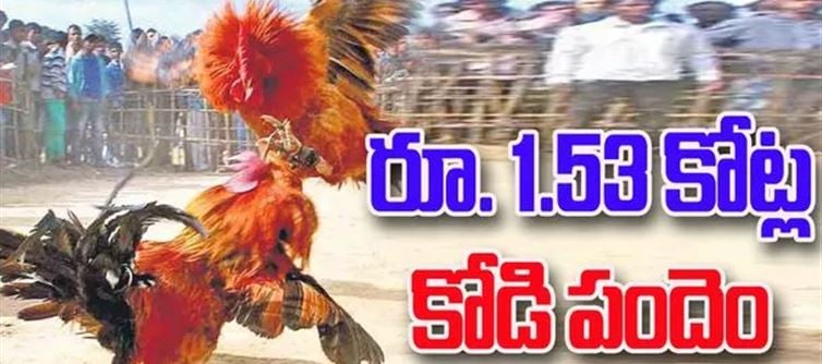 పీక్స్ కు వెళ్తున్న కోడిపందేలు.. ఏకంగా కోట్లలో పందేలు?