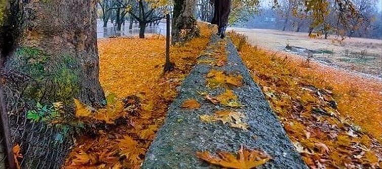 Kashmir winter: Carpet of red poplar leaves on the ground!!