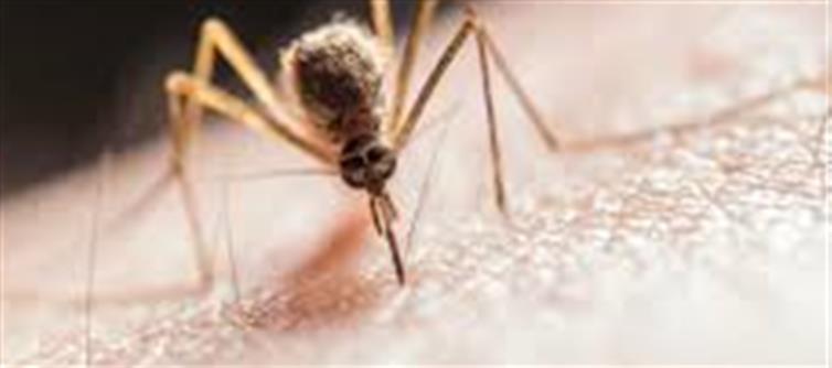 IIT Delhi Develops Anti-Mosquito Detergent: Protection Starts with Your Laundry