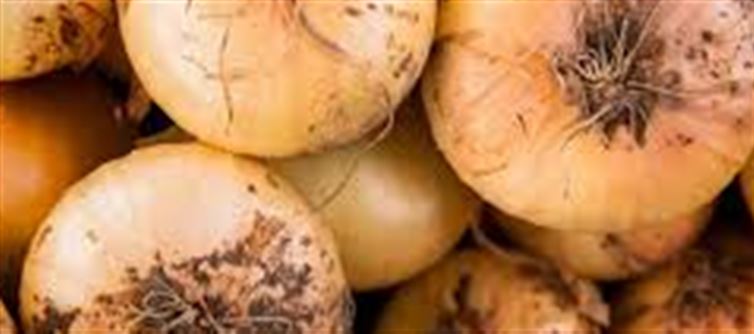 ఉల్లిపాయలు ఎక్కువగా తింటే కలిగే నష్టాలు ఇవే.. ఈ విషయాలు మీరు తెలుసుకోండి!