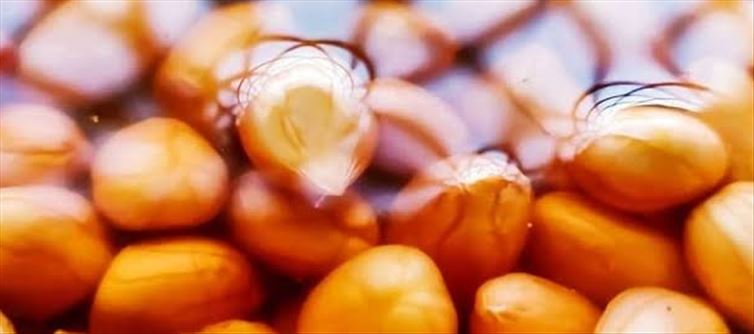 నానబెట్టిన పల్లీలు ఆరోగ్యానికి ఎంత మంచివంటే?