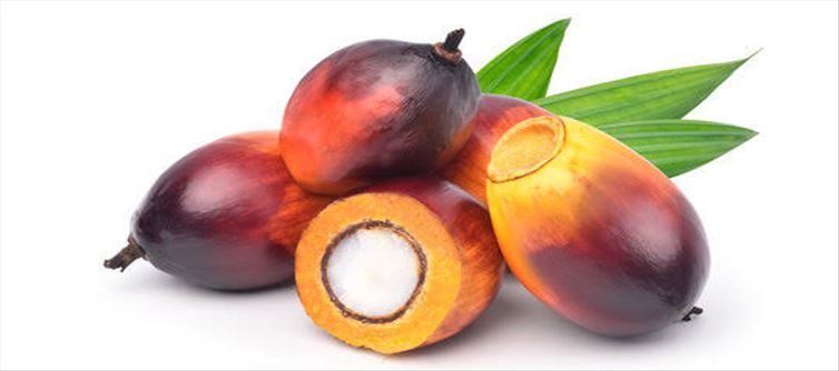 తాటి పండుతో కోటి ఆరోగ్య ప్రయోజనాలు?