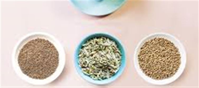 Herbs Every Indian Home Should Have for Digestion Health