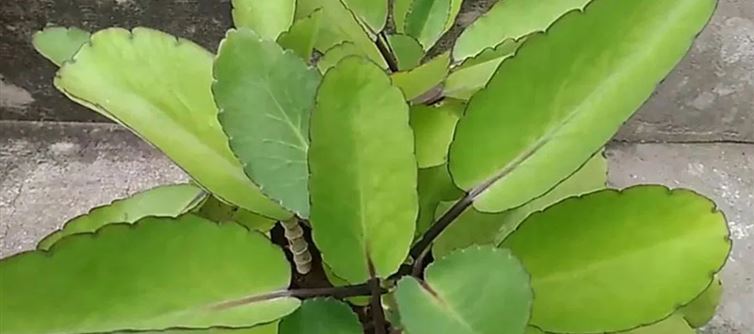 రణపాల మొక్క ఆకుల వల్ల కలిగే ప్రయోజనాలివే.. ఈ విషయాలు మీకు తెలుసా?