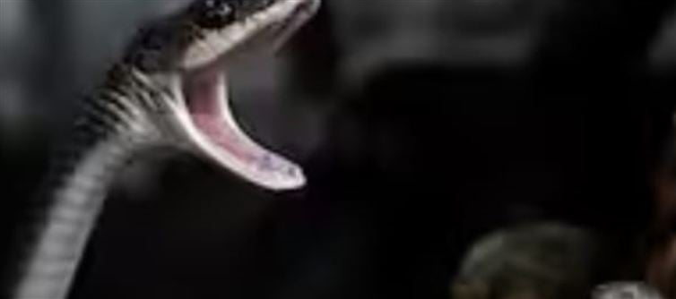 Snake Bites: Causes and Effects ..?