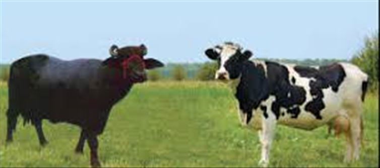 Has government taken steps to increase milch animals?