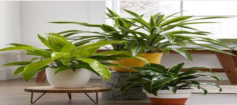 Best Indoor Plants for Pollution !!!