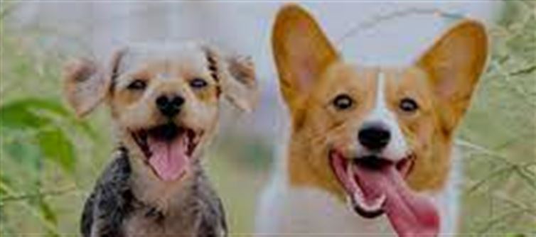 Dog meat has a national award, 200 chefs in the race!