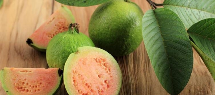 జామ ఆకుల వల్ల కలిగే ఆరోగ్య ప్రయోజనాలివే.. ఈ షాకింగ్ విషయాలు మీకు తెలుసా?