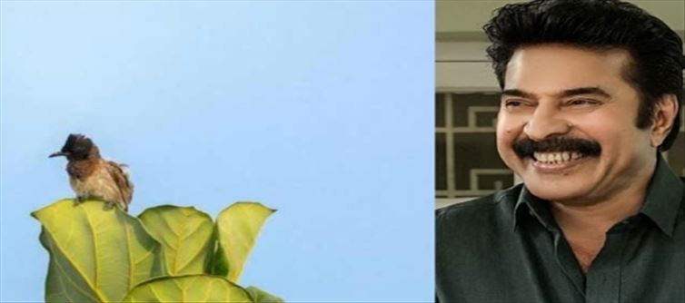 Mammootty's bulbul bird photo - bid for so many lakhs?