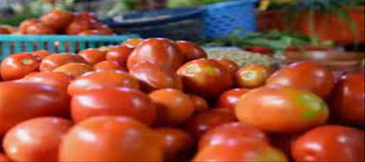 Reason why the tomato price is going up..!?