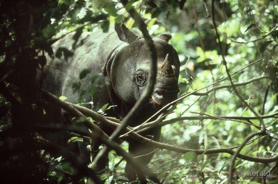 Critically Endangered Animals Images