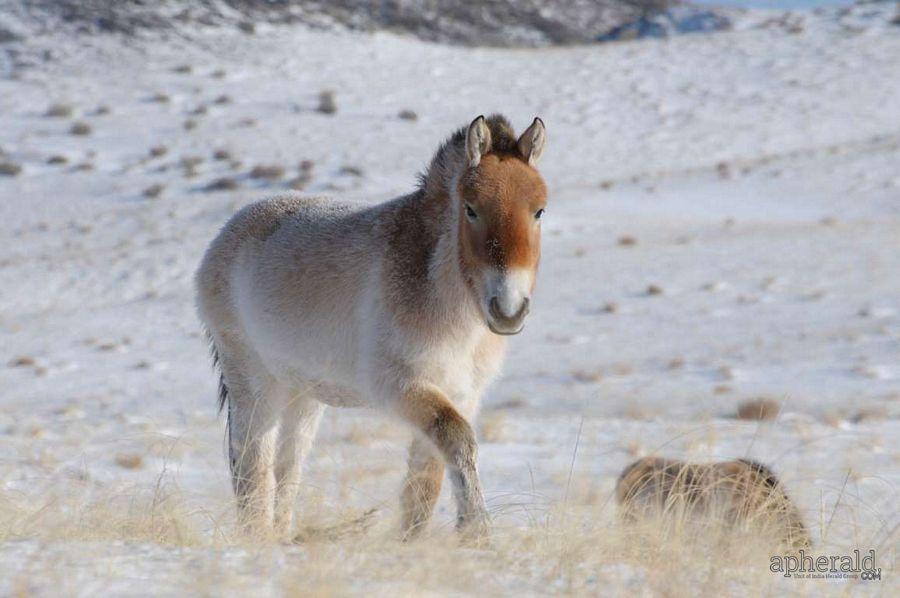 Critically Endangered Animals Images