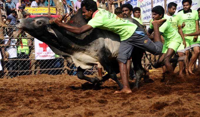 Jallikattu event at Palamedu in Madurai district of Tamil Nadu