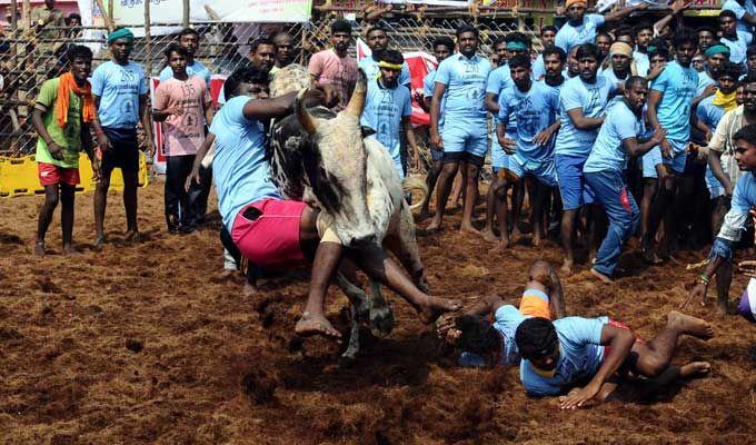 Jallikattu event at Palamedu in Madurai district of Tamil Nadu