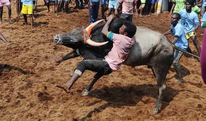 Jallikattu event at Palamedu in Madurai district of Tamil Nadu