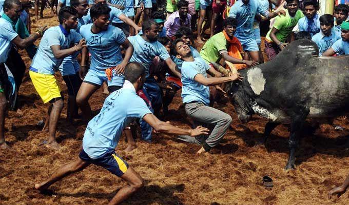 Jallikattu event at Palamedu in Madurai district of Tamil Nadu