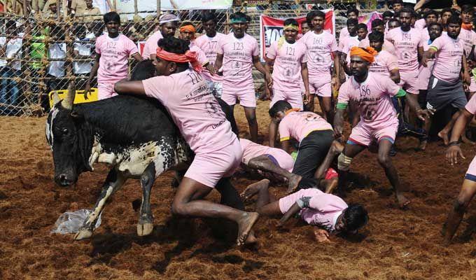 Jallikattu event at Palamedu in Madurai district of Tamil Nadu