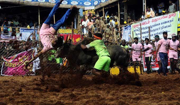 Jallikattu event at Palamedu in Madurai district of Tamil Nadu