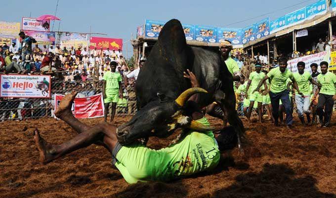 Jallikattu event at Palamedu in Madurai district of Tamil Nadu