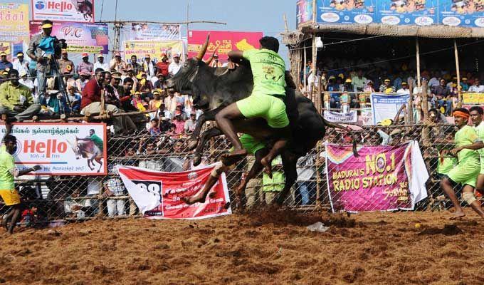 Jallikattu event at Palamedu in Madurai district of Tamil Nadu