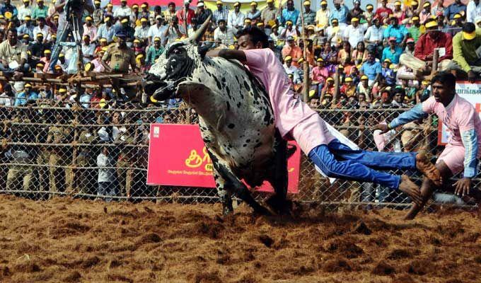 Jallikattu event at Palamedu in Madurai district of Tamil Nadu