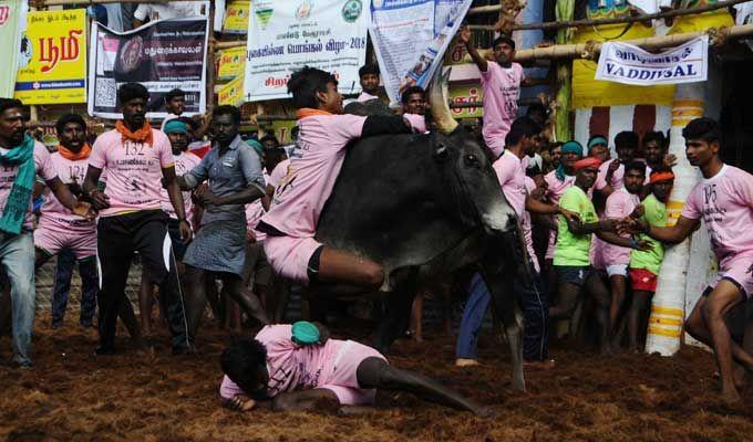 Jallikattu event at Palamedu in Madurai district of Tamil Nadu