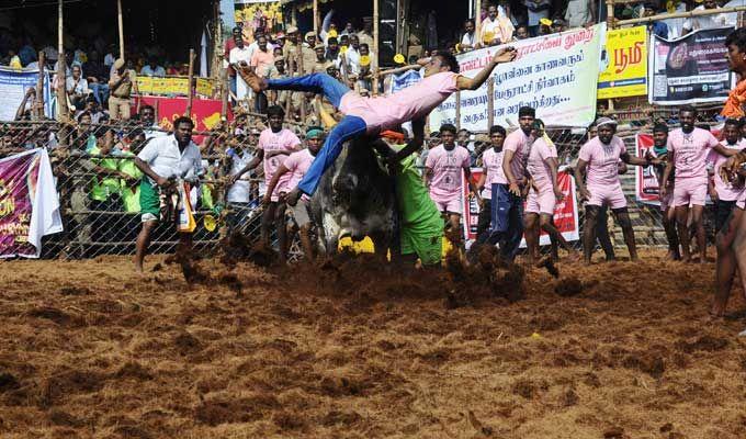 Jallikattu event at Palamedu in Madurai district of Tamil Nadu