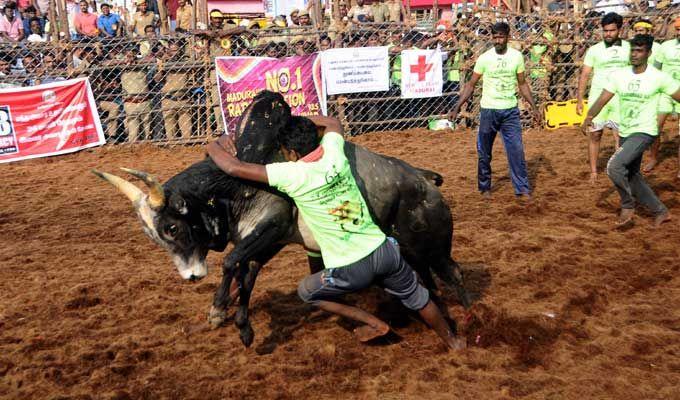 Jallikattu event at Palamedu in Madurai district of Tamil Nadu