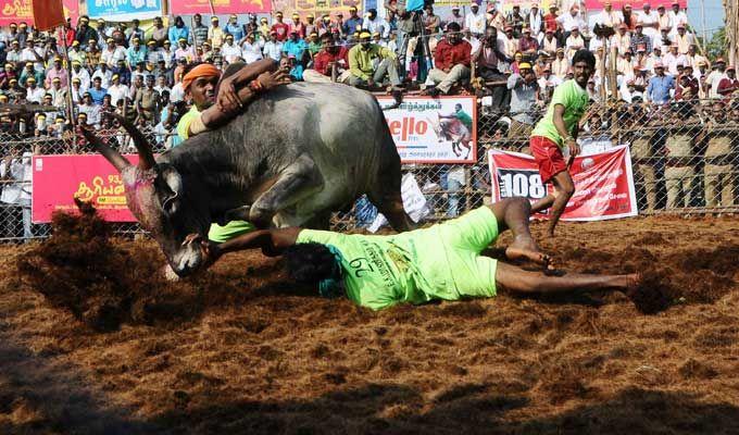 Jallikattu event at Palamedu in Madurai district of Tamil Nadu