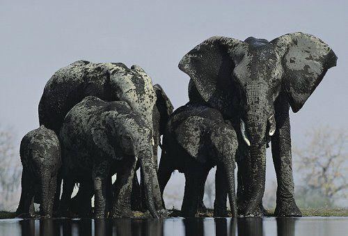 Amazing Wildlife Animal Wallpapers