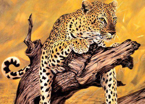 Amazing Wildlife Animal Wallpapers