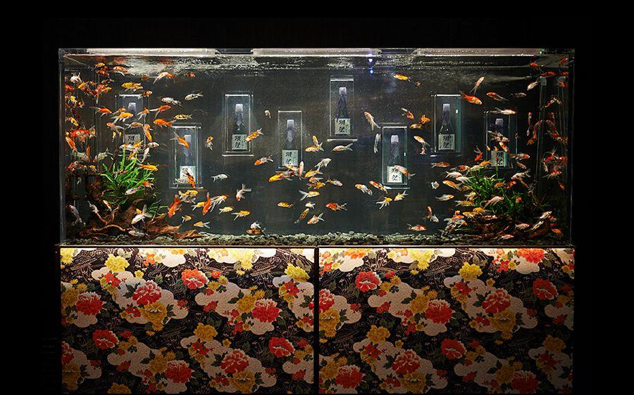 Art Aquarium Exhibition Photos in Tokyo