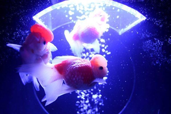 Art Aquarium Exhibition Photos in Tokyo