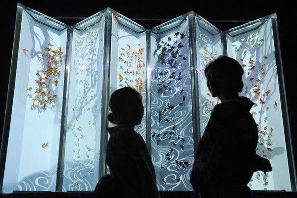 Art Aquarium Exhibition Photos in Tokyo