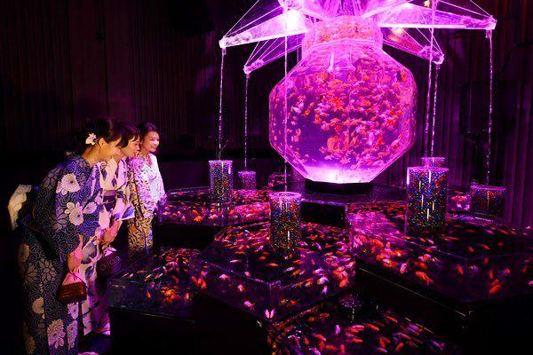 Art Aquarium Exhibition Photos in Tokyo