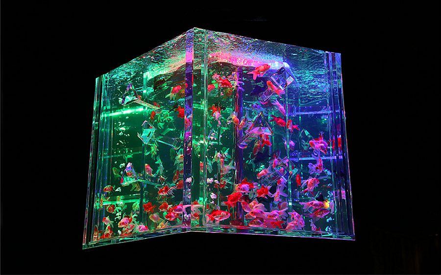 Art Aquarium Exhibition Photos in Tokyo