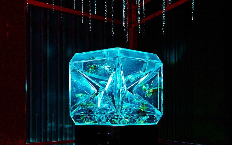 Art Aquarium Exhibition Photos in Tokyo