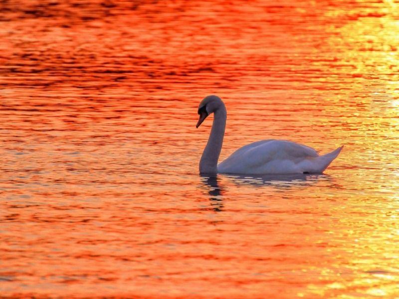 Beautiful Birds Hd Wallpapers