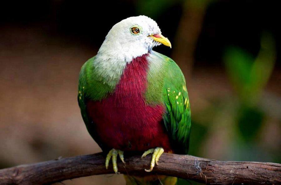 Beautiful and amazing birds of the World photoss