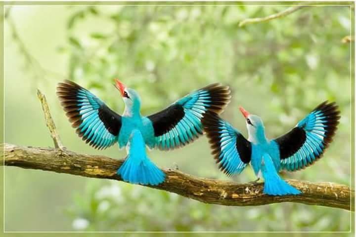 Beautiful and amazing birds of the World photoss