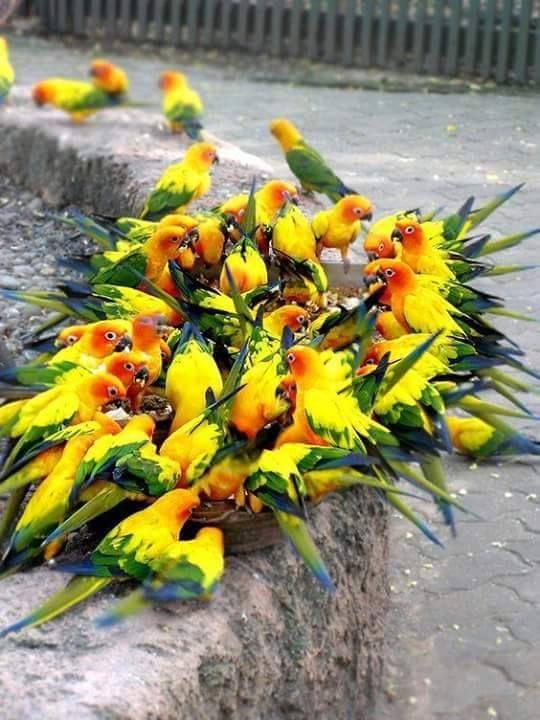 Beautiful and amazing birds of the World photoss